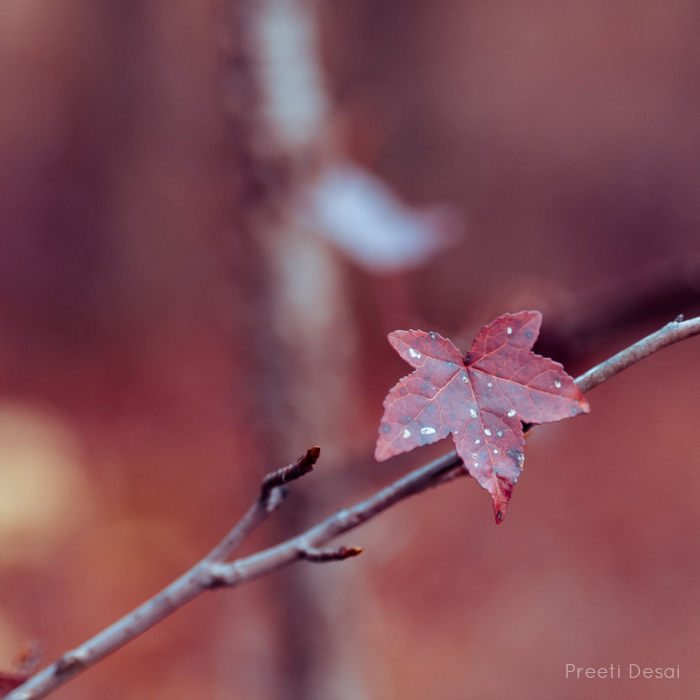 Delicious Autumn