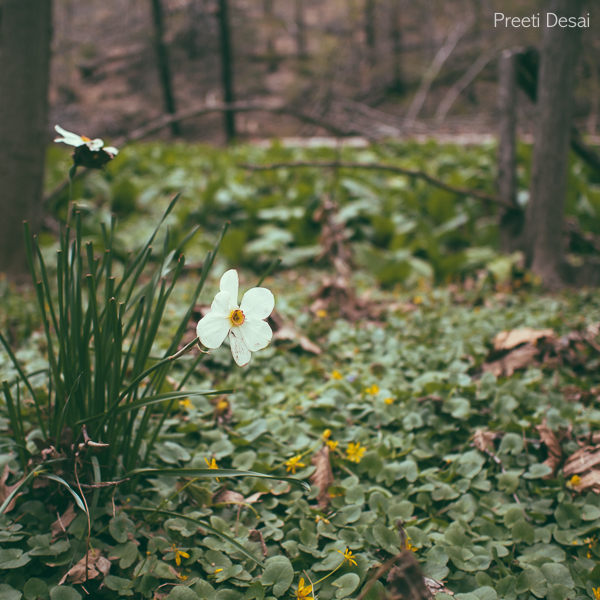 Hiking Flowers 2