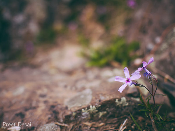 Hiking Flowers 2