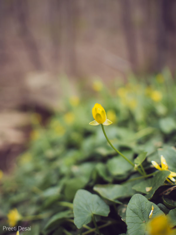 Hiking Flowers 1