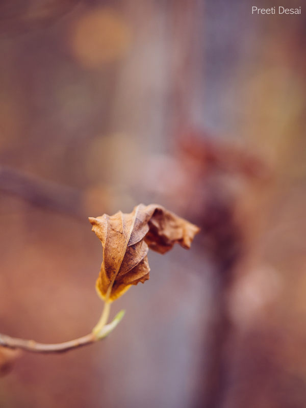 Leaf Dance 05