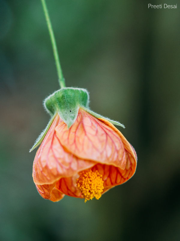 Hanging Flowers 01