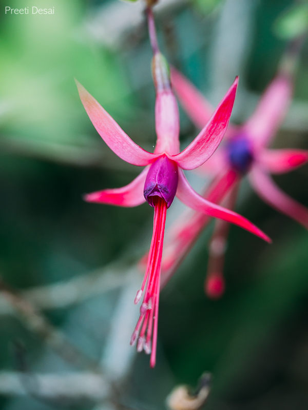 Hanging Flowers 02