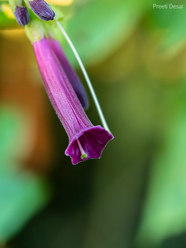 Hanging Flowers 03