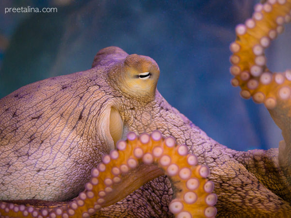 Octopus Bday 05