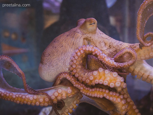 Octopus Bday 06