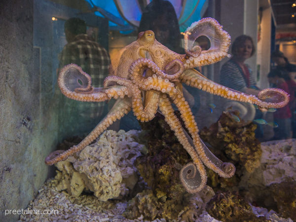 Octopus Bday 07