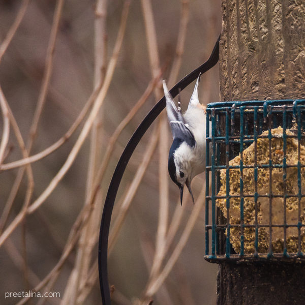 Plainsboro Birds 01