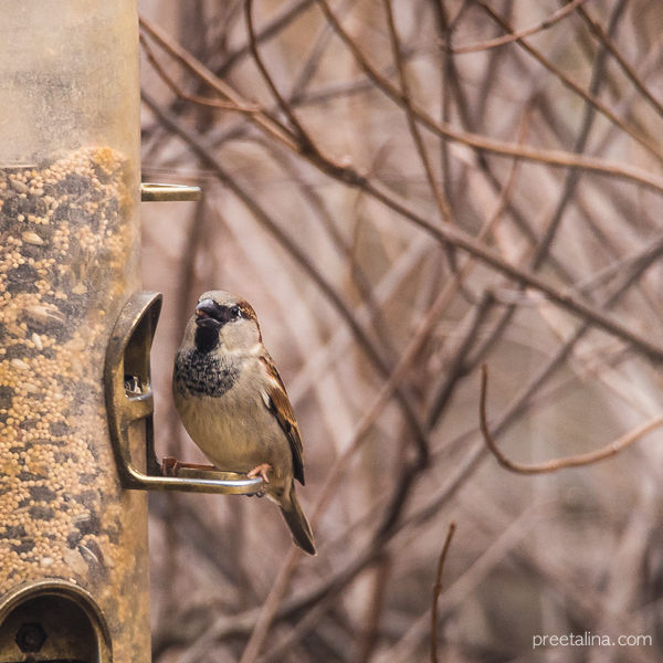 Plainsboro Birds 02