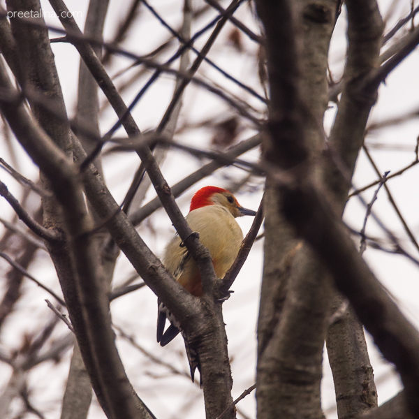 Plainsboro Birds 03