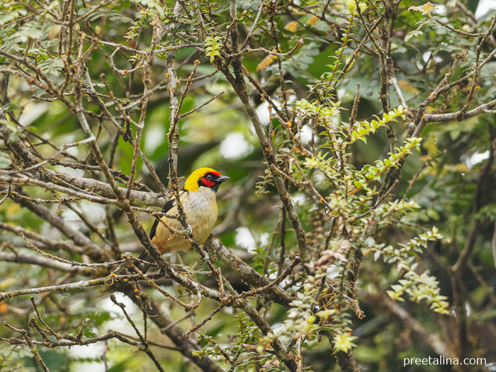 Flame-faced Tanager in San Miguel de Mocoa, Putumayo, Colombia