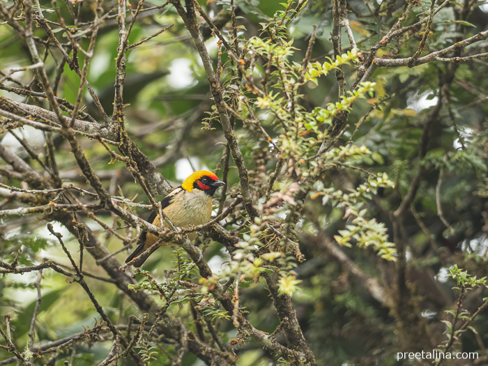 Flame-faced Tanager in San Miguel de Mocoa, Putumayo, Colombia