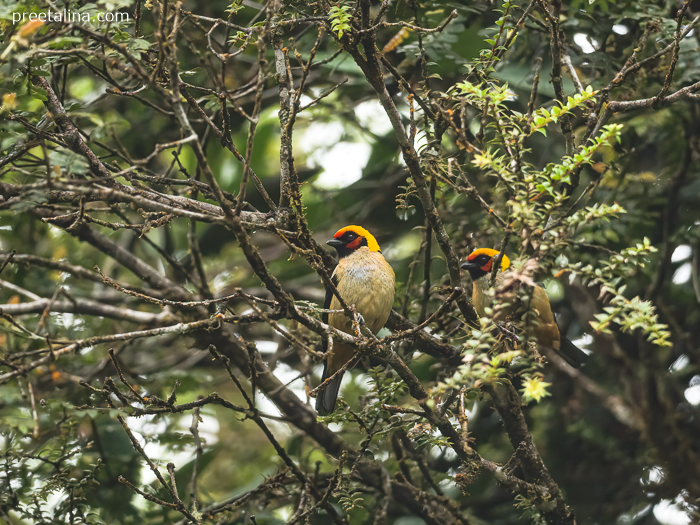 Flame-faced Tanager pair in San Miguel de Mocoa, Putumayo, Colombia