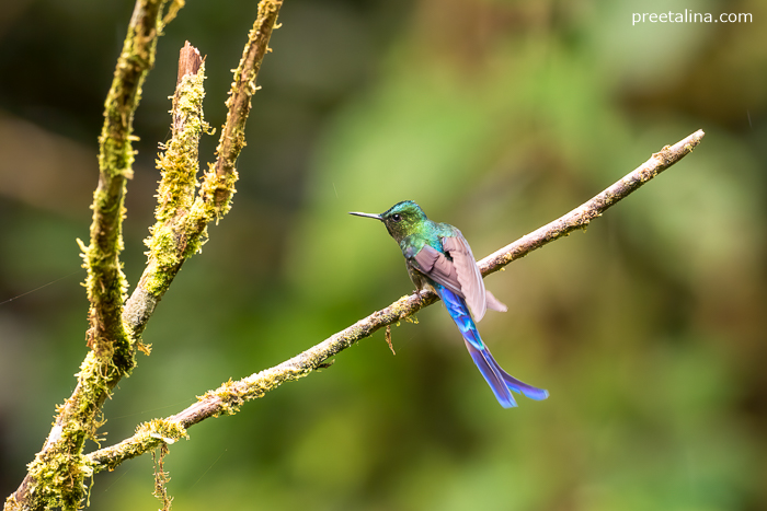 A Violet-tailed Slyph perches on a lichen-laden branch at Rio Nambi, Nariño, Colombia