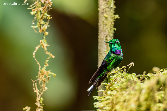 A Purple-bibbed Whitetip perches near a feeder at Reserva Natural Río Nambí in Nariño, Colombia
