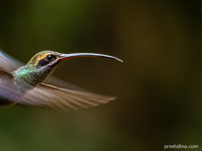 A Tawny-bellied Hermit hovers near a feeder at Reserva Natural Río Nambí in Nariño, Colombia