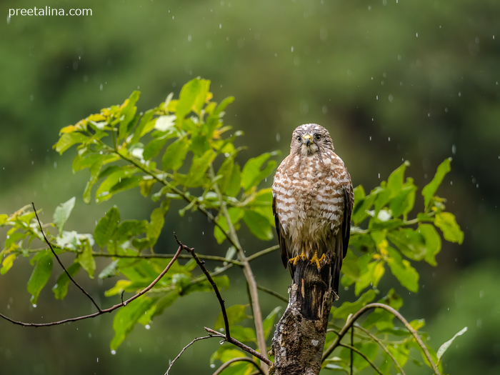 Broad-winged Hawk in the rain in San Miguel de Mocoa, Putumayo, Colombia