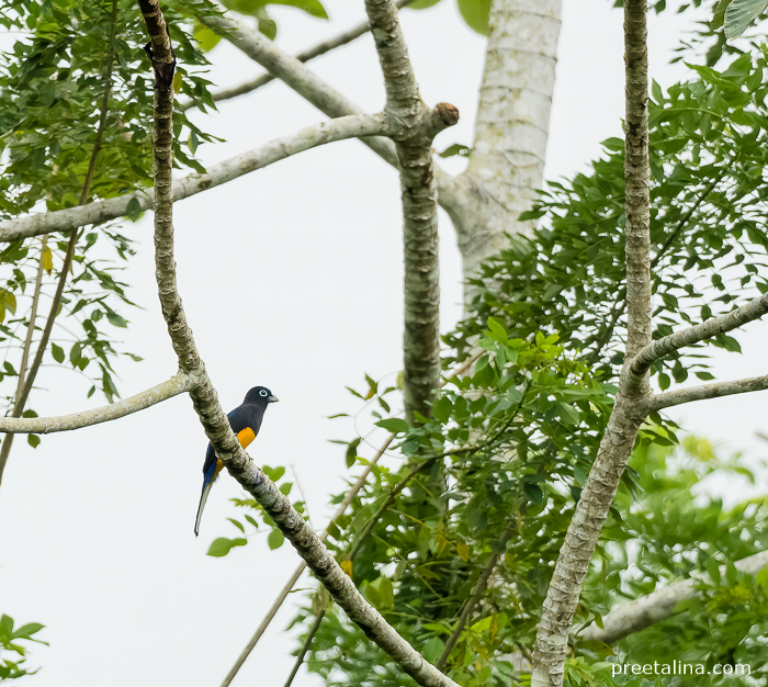 White-tailed Trogon in the trees at Finca Maragrícola near Tumaco in Nariño, Colombia