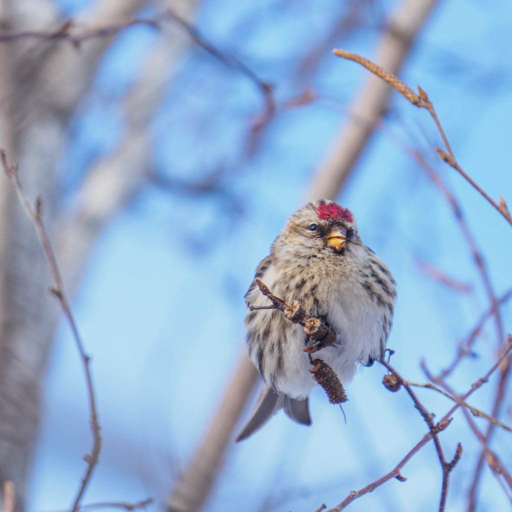 Common Redpoll in a tree in winter