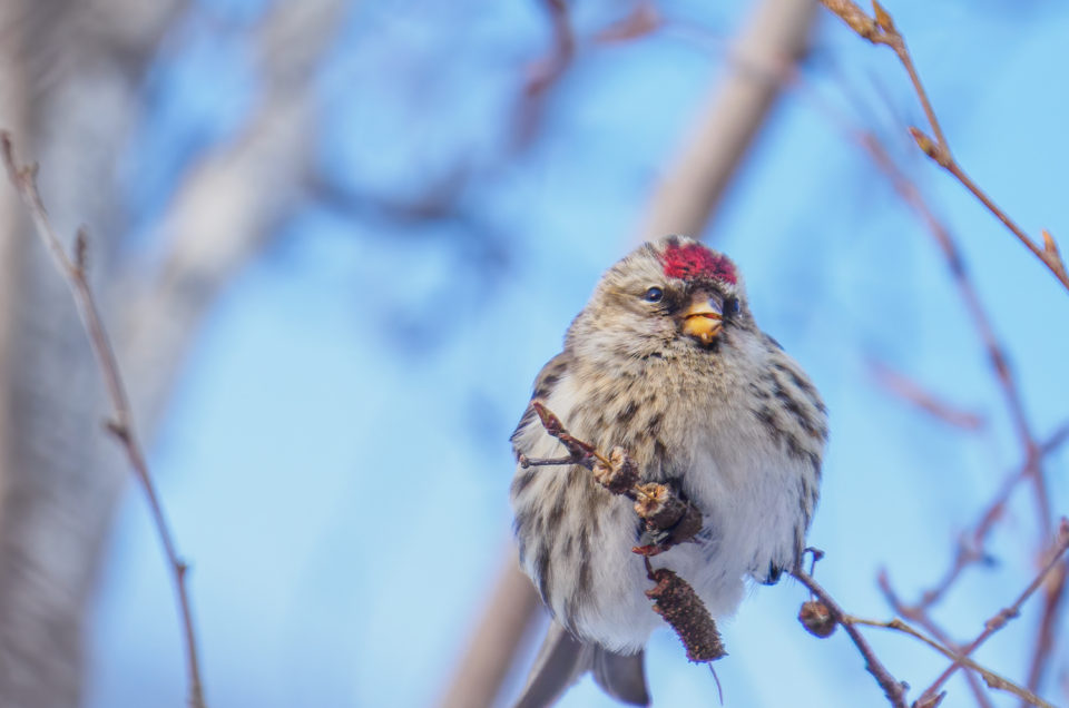 Common Redpoll in a tree in winter