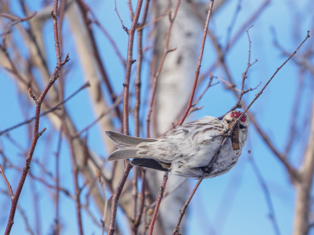 Common Redpoll in a tree in winter