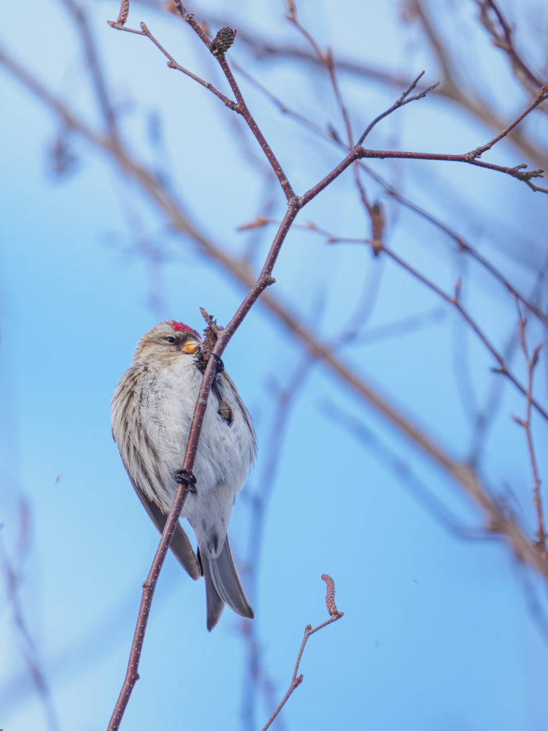 Common Redpoll in a tree in winter