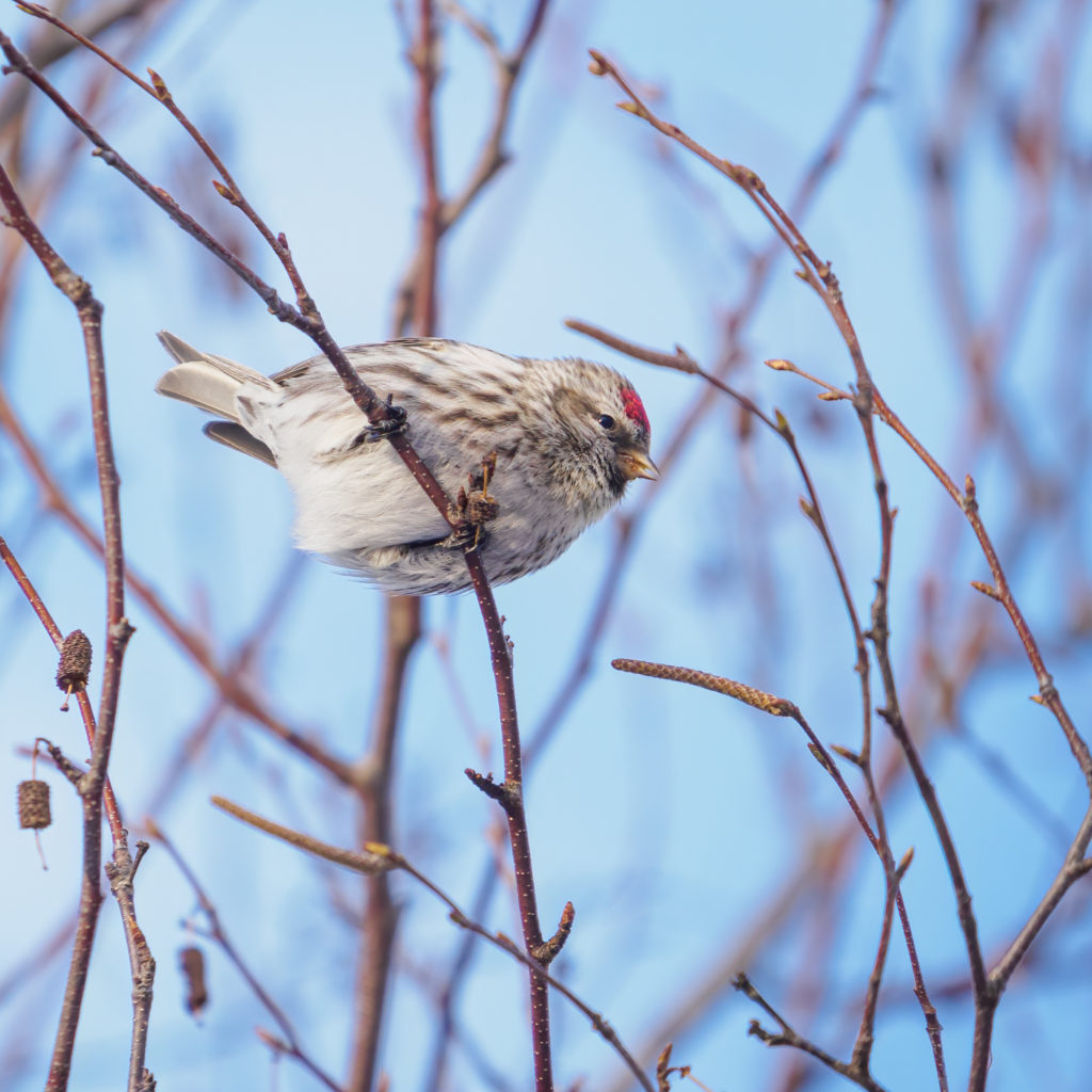 Common Redpoll in a tree in winter